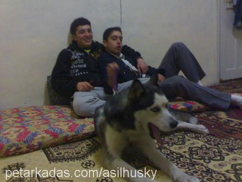 ASİL Dişi Sibirya Kurdu (Husky)