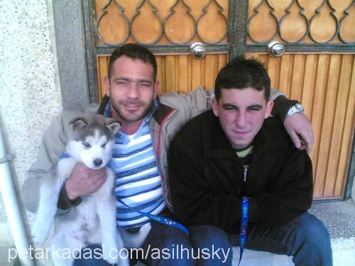 ASİL Dişi Sibirya Kurdu (Husky)