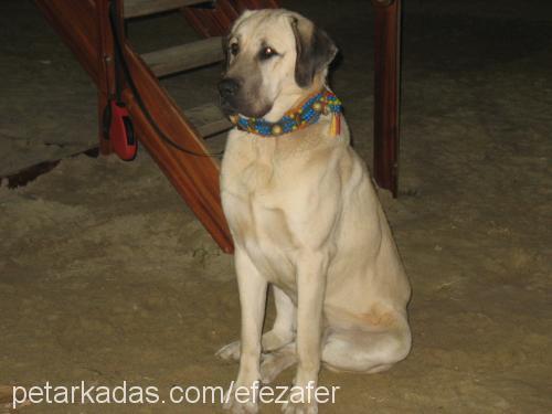 Şimşek Erkek Kangal