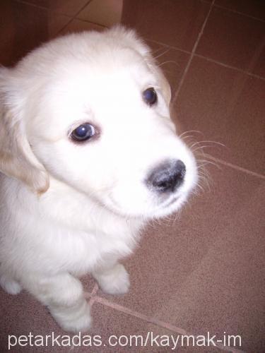 kaymak Erkek Golden Retriever