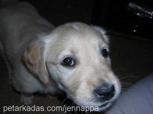 jenna Dişi Golden Retriever