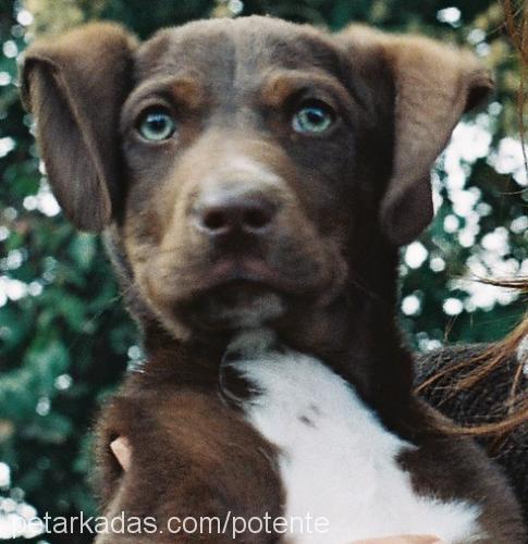 coffea Erkek Labrador Retriever