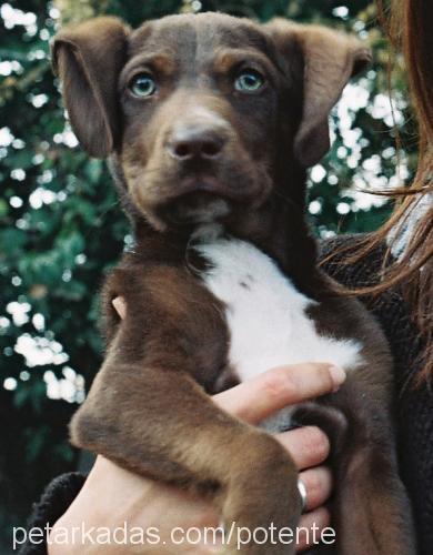 coffea Erkek Labrador Retriever