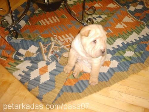 Paşa Erkek Çin Shar-Pei