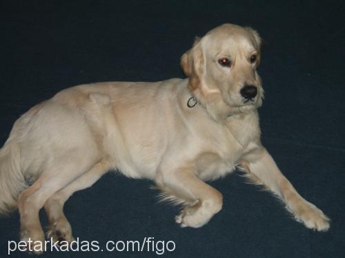 figo Erkek Golden Retriever