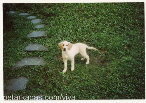 viva Dişi Golden Retriever