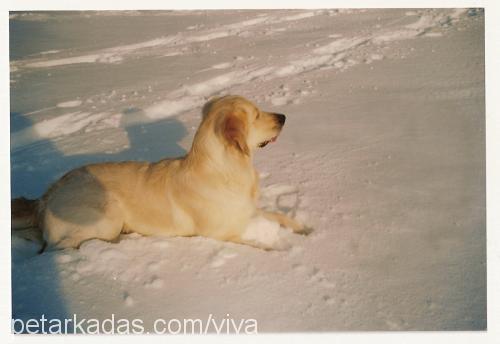 viva Dişi Golden Retriever