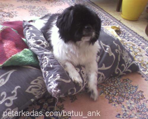 toroman :) Erkek Pekingese