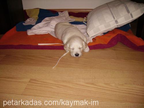 kaymak Erkek Golden Retriever