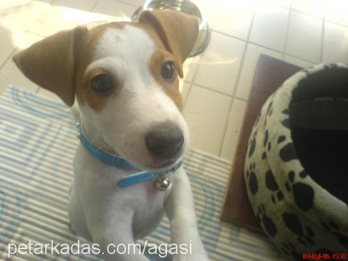 maxi Erkek Jack Russell Terrier