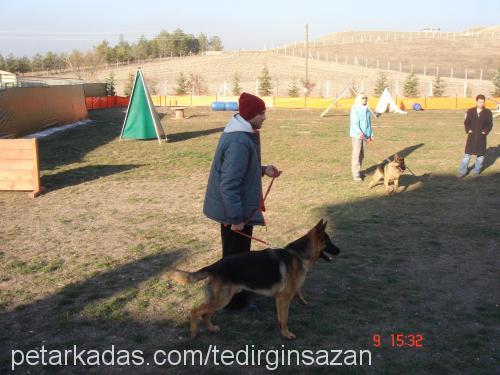 ajan Erkek Alman Çoban Köpeği