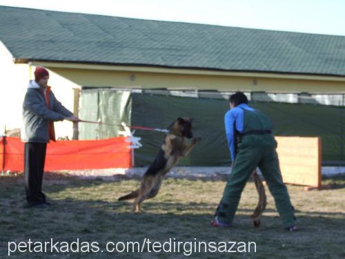 ajan Erkek Alman Çoban Köpeği