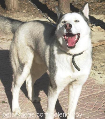 ARES Erkek Sibirya Kurdu (Husky)