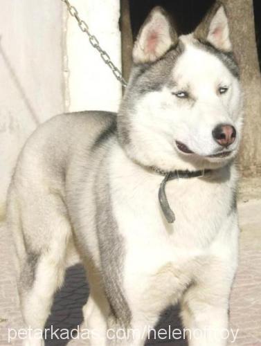 ARES Erkek Sibirya Kurdu (Husky)