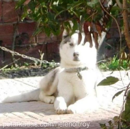 ARES Erkek Sibirya Kurdu (Husky)