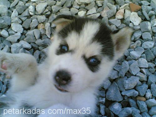 max Erkek Sibirya Kurdu (Husky)