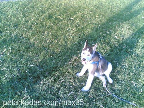 max Erkek Sibirya Kurdu (Husky)