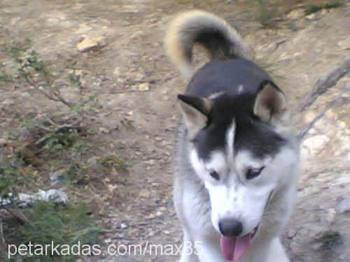 max Erkek Sibirya Kurdu (Husky)