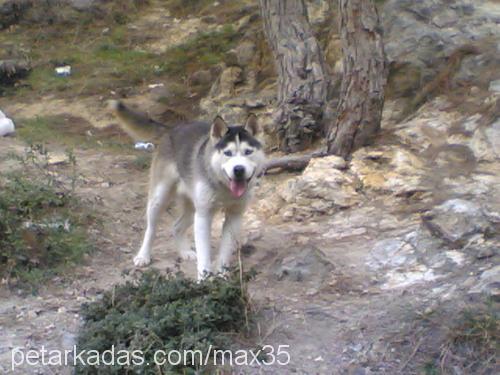 max Erkek Sibirya Kurdu (Husky)