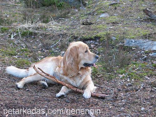 ares Erkek Golden Retriever