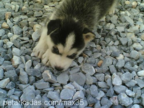 max Erkek Sibirya Kurdu (Husky)