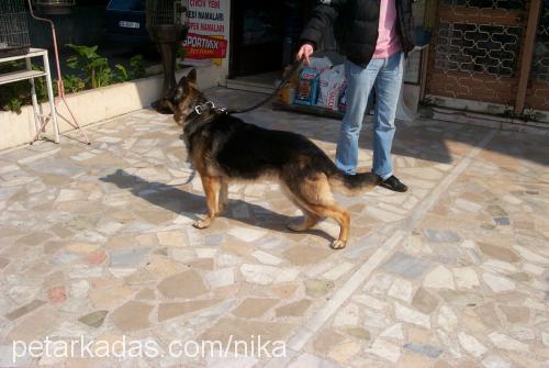 KONT Erkek Alman Çoban Köpeği