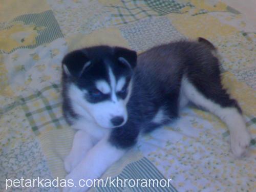 Asena Dişi Sibirya Kurdu (Husky)