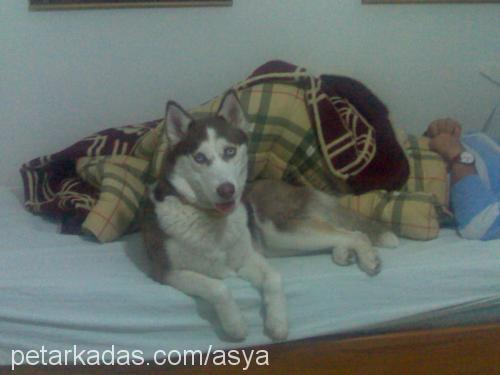 Asya Dişi Sibirya Kurdu (Husky)