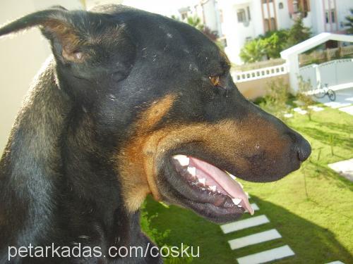 prens Erkek Doberman Pinscher