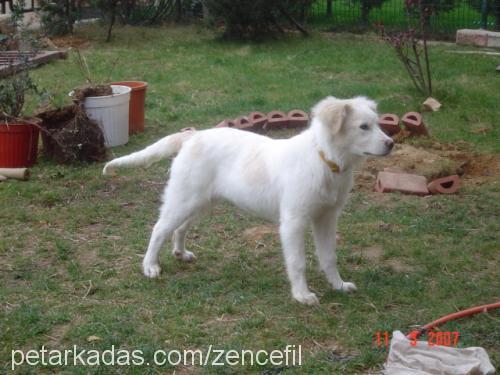 Ginger Dişi Golden Retriever