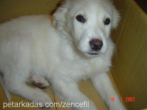 Ginger Dişi Golden Retriever