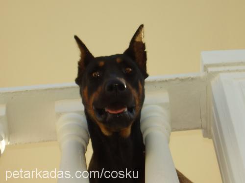 prens Erkek Doberman Pinscher