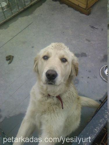 BETY Dişi Golden Retriever