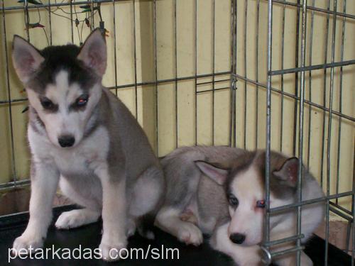 GüMüŞ Dişi Sibirya Kurdu (Husky)