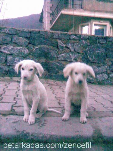 Ginger Dişi Golden Retriever