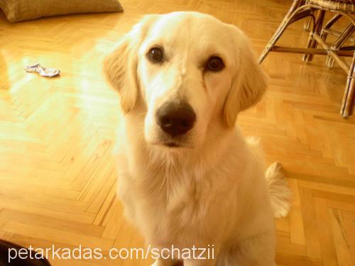 schatzi Dişi Golden Retriever