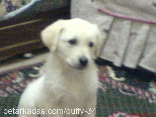 duffy Erkek Golden Retriever