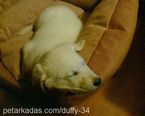 duffy Erkek Golden Retriever