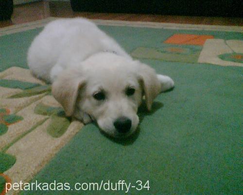 duffy Erkek Golden Retriever