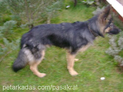 şimşek Erkek Alman Çoban Köpeği