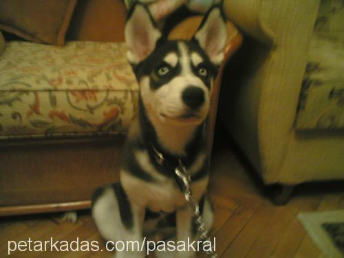 yarış Erkek Shiba Inu