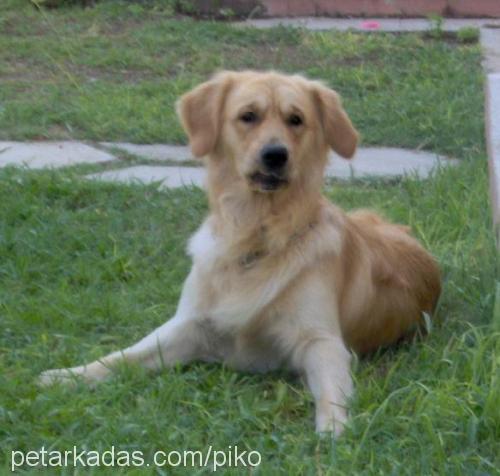 piko Erkek Golden Retriever