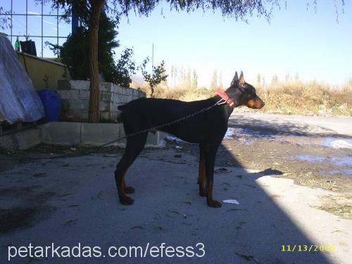 paskal Erkek Doberman Pinscher