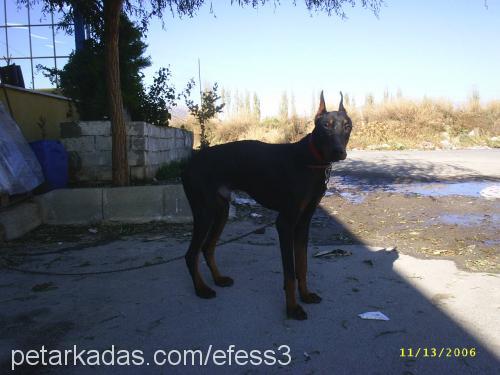 paskal Erkek Doberman Pinscher