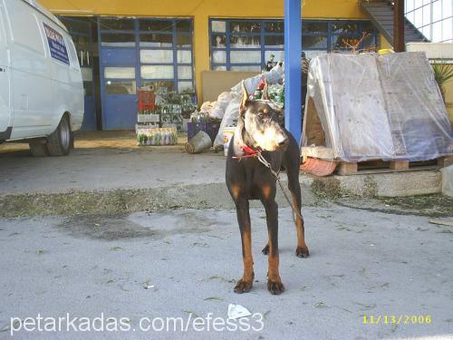 paskal Erkek Doberman Pinscher