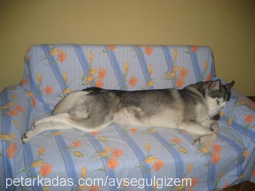 marla corleone Dişi Alaskan Malamute