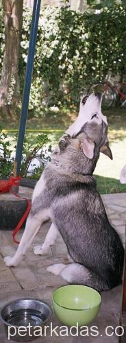 marla corleone Dişi Alaskan Malamute