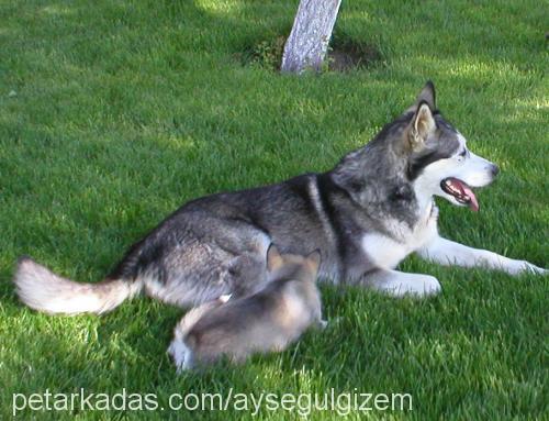 hauenkuonon olk Dişi Alaskan Malamute