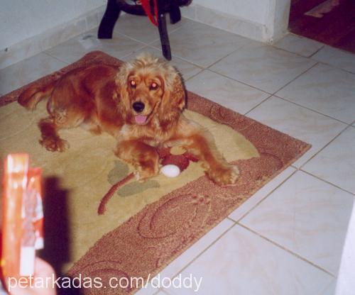 doddy Erkek İngiliz Cocker Spaniel