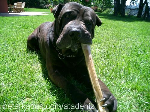 Harley Erkek Çin Shar-Pei